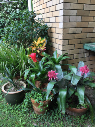 Back yard to the units