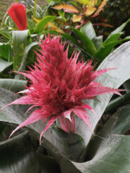 Bromeliad in bloom